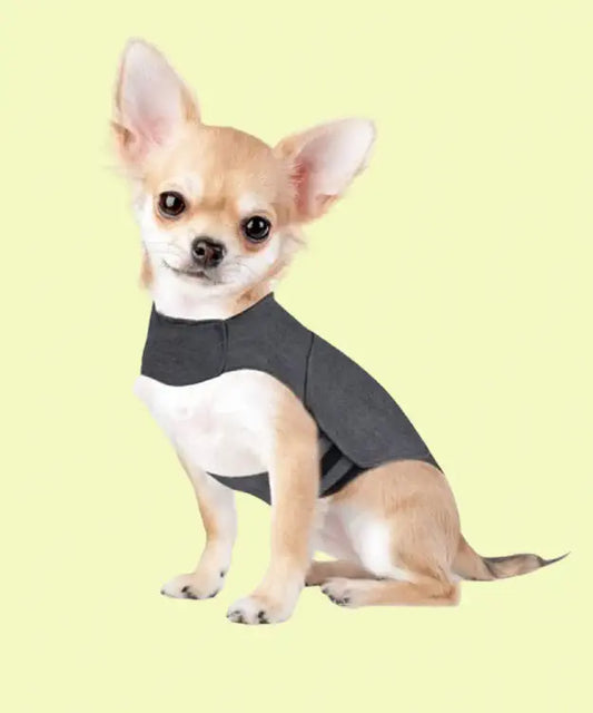 Small dog wearing a gray sweater on a light yellow background