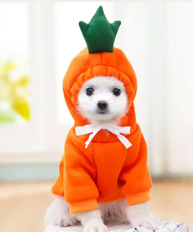 Small dog wearing an orange pumpkin costume with a green top on a light background