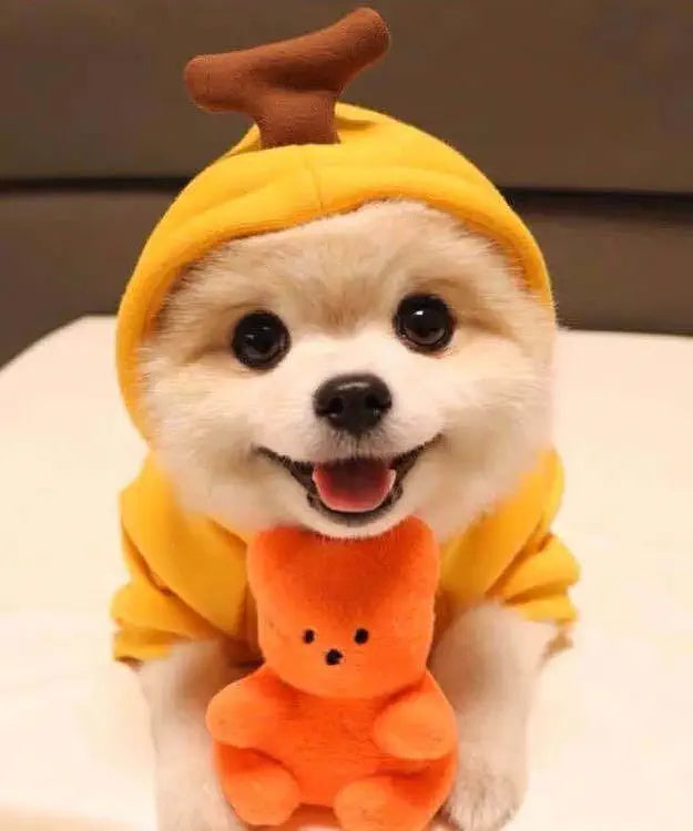 Dog wearing a yellow outfit with a hood and orange bear toy on a white surface