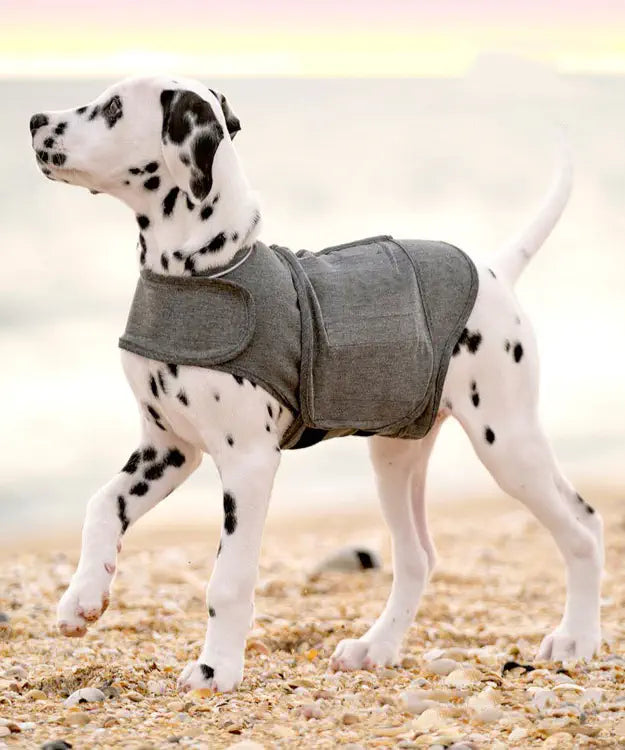 Dalmatian dog wearing a gray coat on a beach