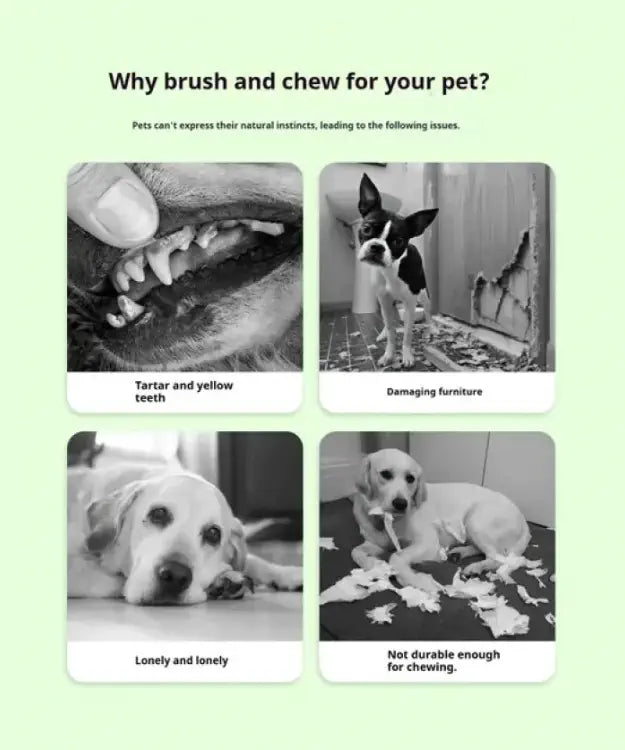 Educational graphic about pet dental care and behavior issues with images of a dog's teeth, a dog chewing on a bone, and a dog looking lonely.
