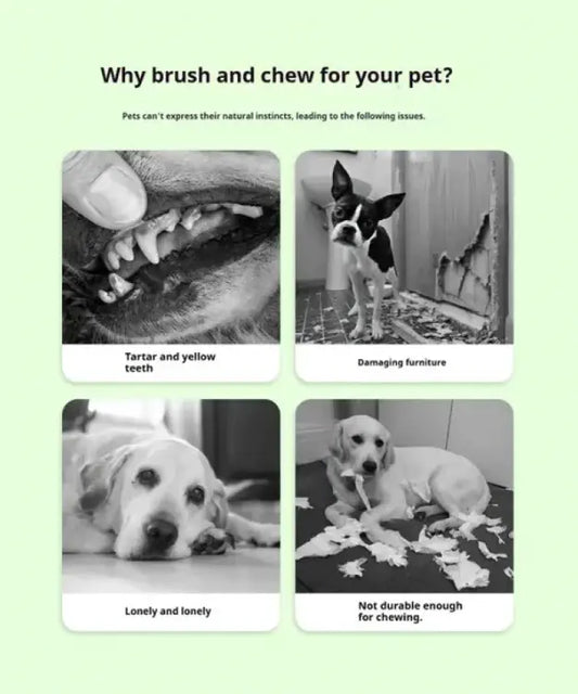 Educational graphic about pet dental care and behavior issues with images of a dog's teeth, a dog chewing on a bone, and a dog looking lonely.