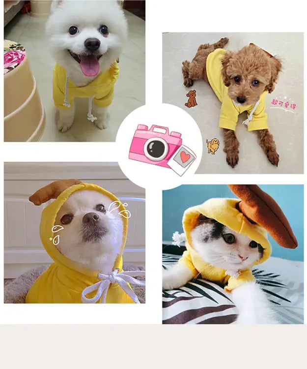 Collage of dogs wearing yellow hoodies with various backgrounds.
