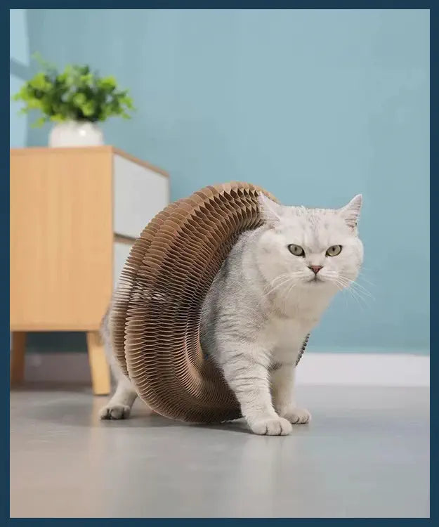 Cat using a cardboard cat toy with a blue background