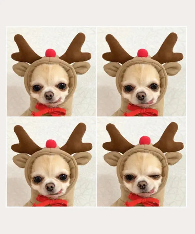 Dog wearing a reindeer costume with antlers and a red bow tie on a white background