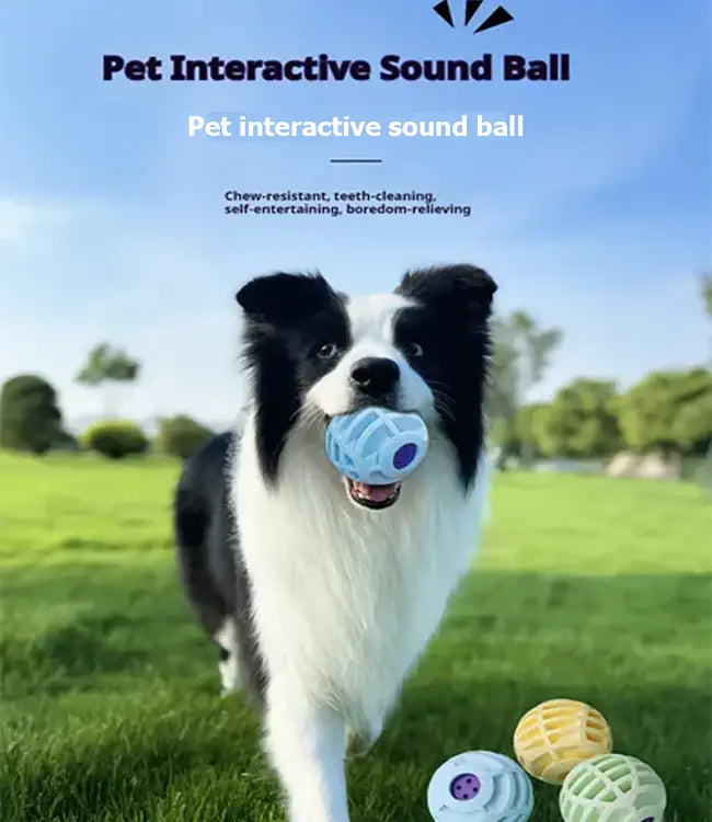 Dog playing with a pet interactive sound ball in a grassy field