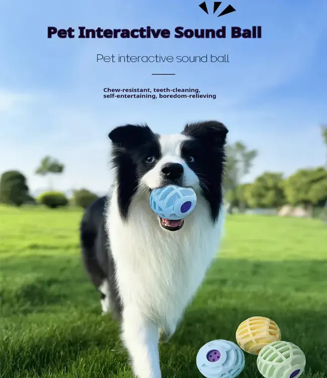 Dog playing with a pet interactive sound ball in an outdoor setting