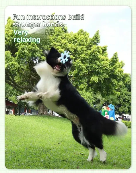 Dog in mid-air with a flower on its head in a park setting