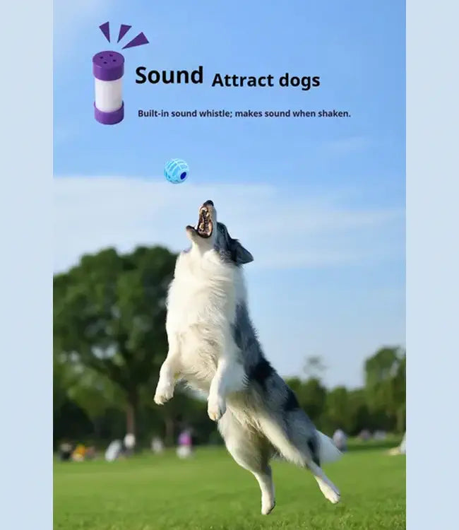 Dog playing with a toy in a park with text about a sound-attracting dog toy.
