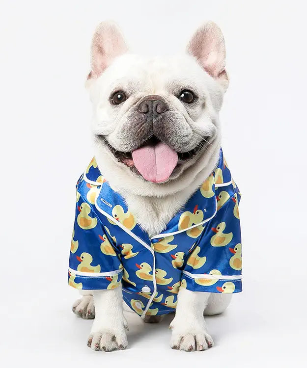 Dog wearing a blue pajama set with yellow duck pattern on a white background