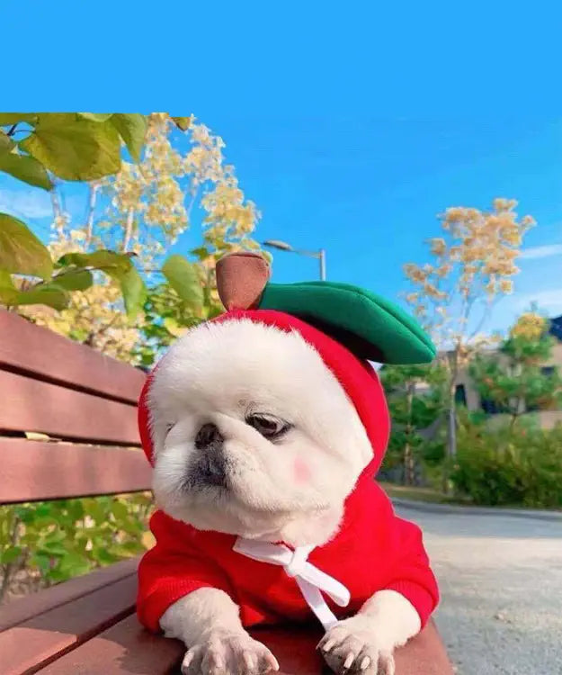 Dog in a red outfit with a green hat sitting on a bench outdoors.